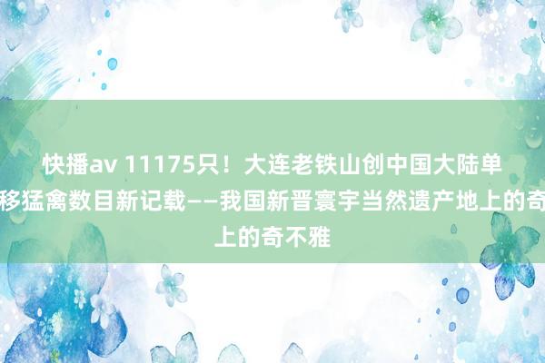 快播av 11175只！大连老铁山创中国大陆单日迁移猛禽数目新记载——我国新晋寰宇当然遗产地上的奇不雅