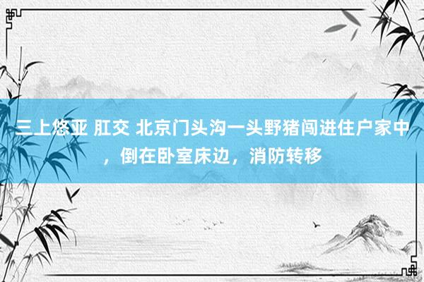 三上悠亚 肛交 北京门头沟一头野猪闯进住户家中，倒在卧室床边，消防转移