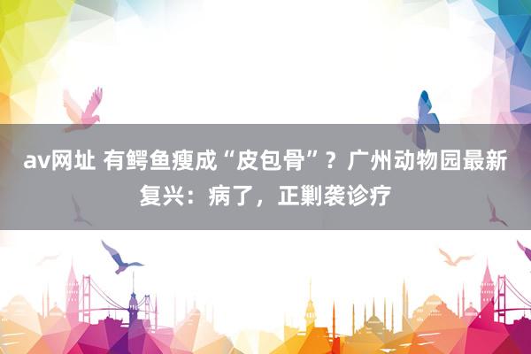 av网址 有鳄鱼瘦成“皮包骨”？广州动物园最新复兴：病了，正剿袭诊疗